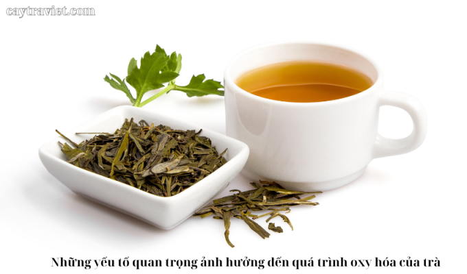 Read more about the article Những yếu tố quan trọng ảnh hưởng đến quá trình oxy hóa của trà