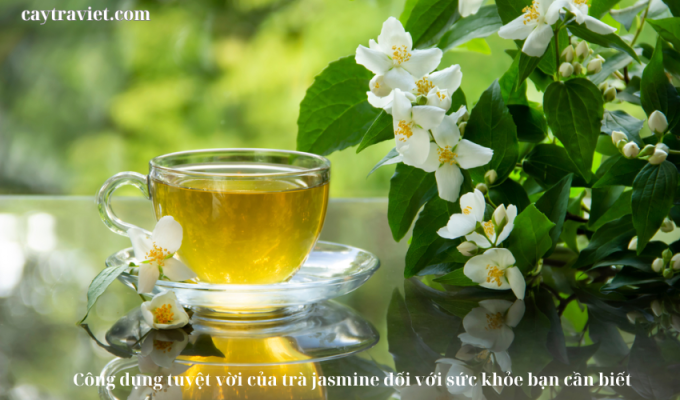 Read more about the article Công dụng tuyệt vời của trà jasmine đối với sức khỏe bạn cần biết