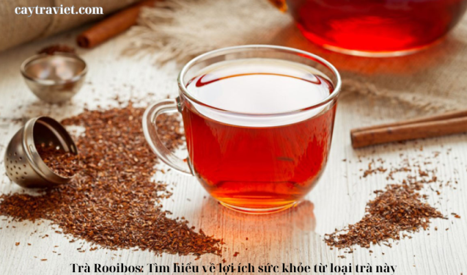 Read more about the article Trà Rooibos: Tìm hiểu về lợi ích sức khỏe từ loại trà này