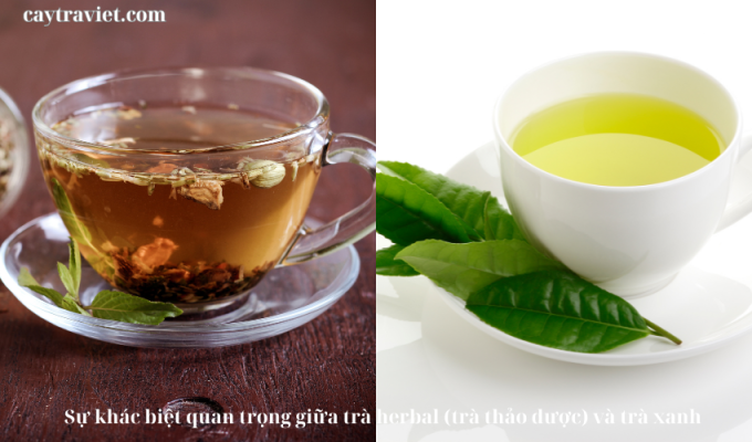 Read more about the article Sự khác biệt quan trọng giữa trà herbal (trà thảo dược) và trà xanh