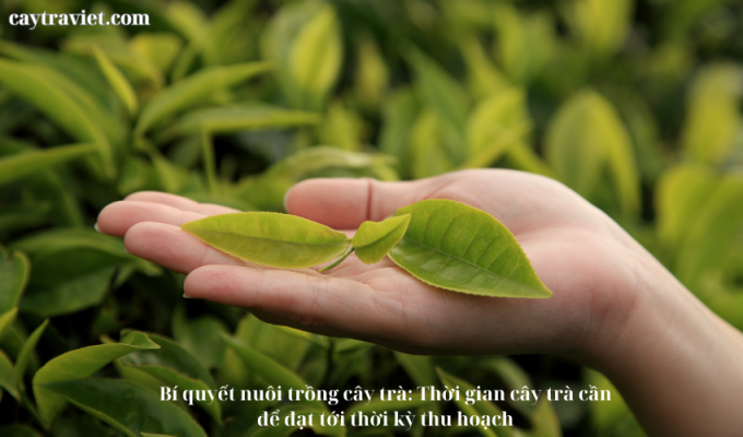 Read more about the article Bí quyết nuôi trồng cây trà: Thời gian cây trà cần để đạt tới thời kỳ thu hoạch