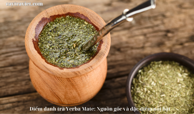 Read more about the article Điểm danh trà Yerba Mate: Nguồn gốc và đặc điểm nổi bật