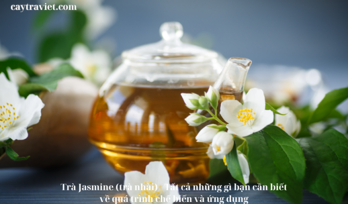 Read more about the article Trà Jasmine (trà nhài) – Tất cả những gì bạn cần biết về quá trình chế biến và ứng dụng